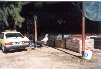 sběr jablek