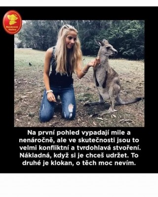 Klokan.jpeg
