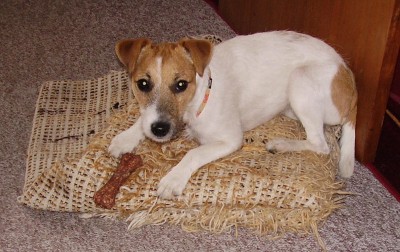 naše viki,parson russel terier,stáří-1rok 23 dní :D