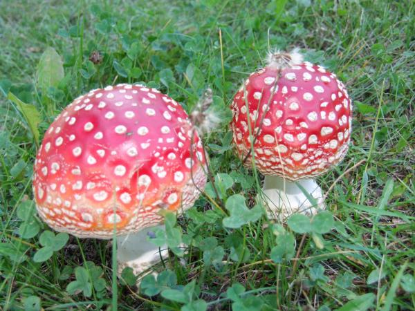 DSCF4748.JPG
