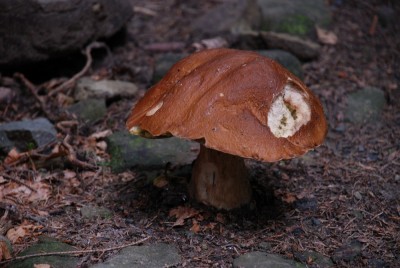 detail toho na ceste